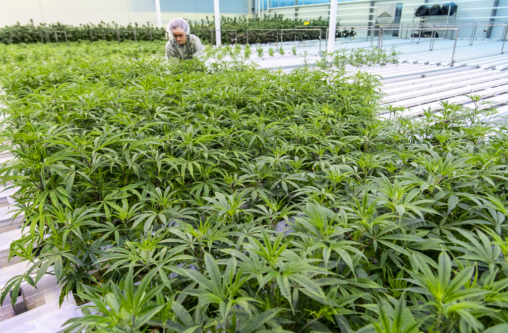 Cannabis Cannabis